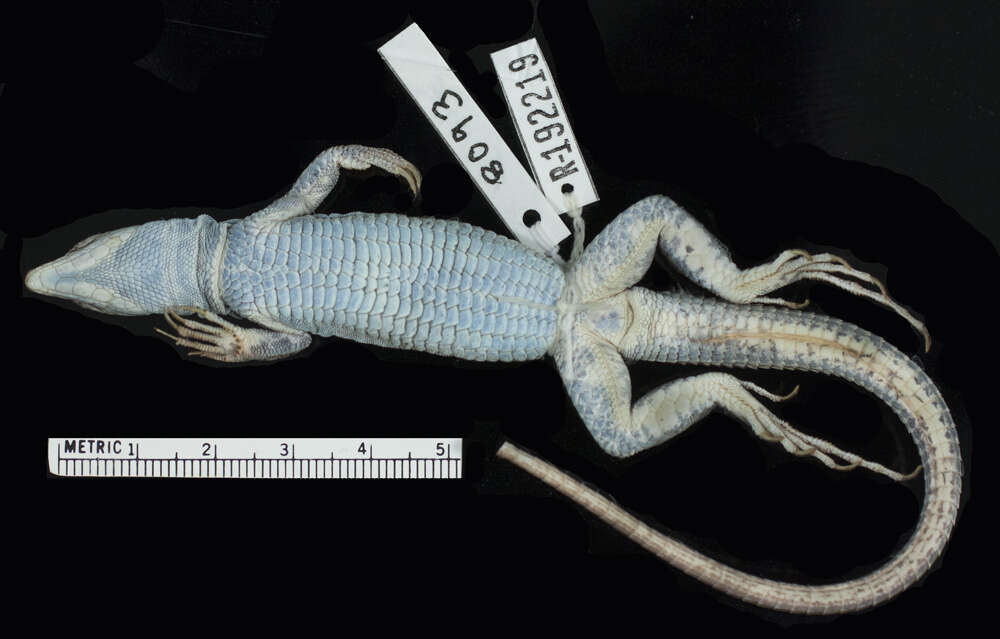 Image of <i>Aspidoscelis neavesi</i> Cole, Taylor, Baumann & Baumann 2014