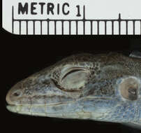 Image of <i>Aspidoscelis neavesi</i> Cole, Taylor, Baumann & Baumann 2014