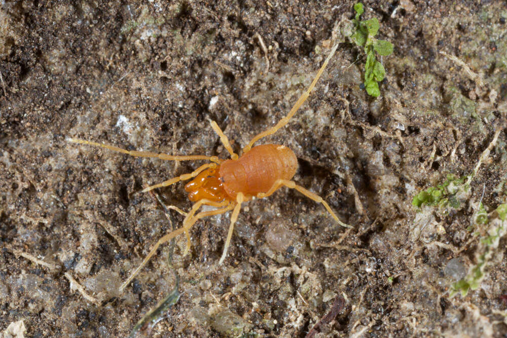 Image of harvestmen