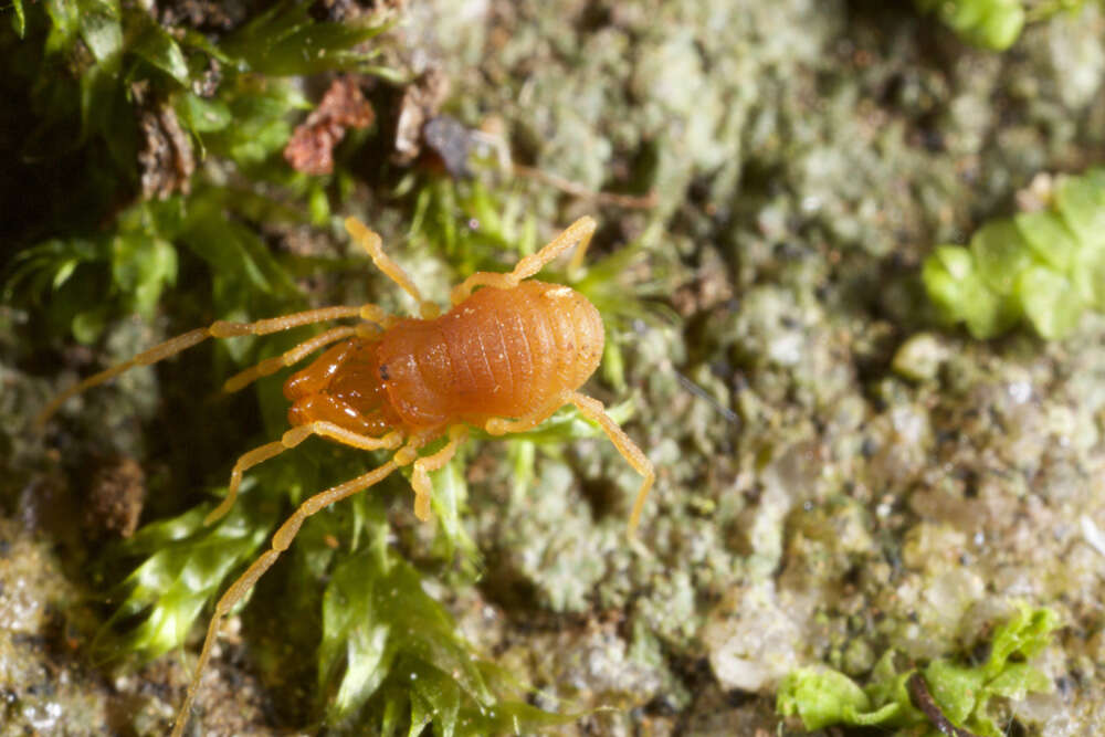 Image of creatures