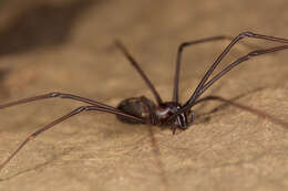Image of drymusid spiders