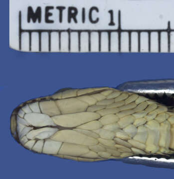 Image of Chrysopelea ornata ornata (Shaw 1802)