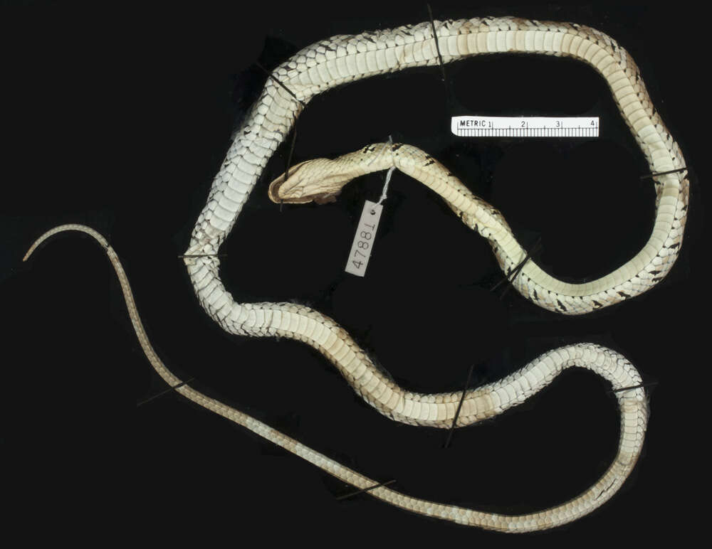 Image of Indian flying snake