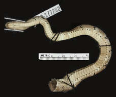 Image of Indian flying snake