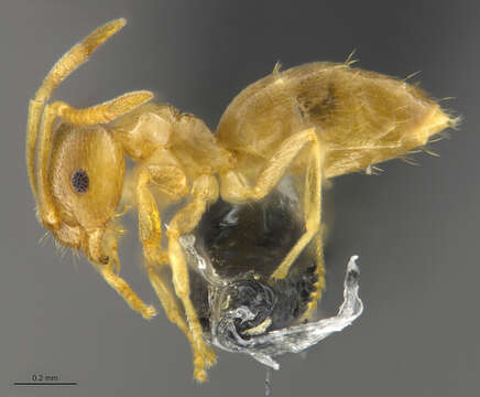 Imagem de Brachymyrmex depilis Emery 1893