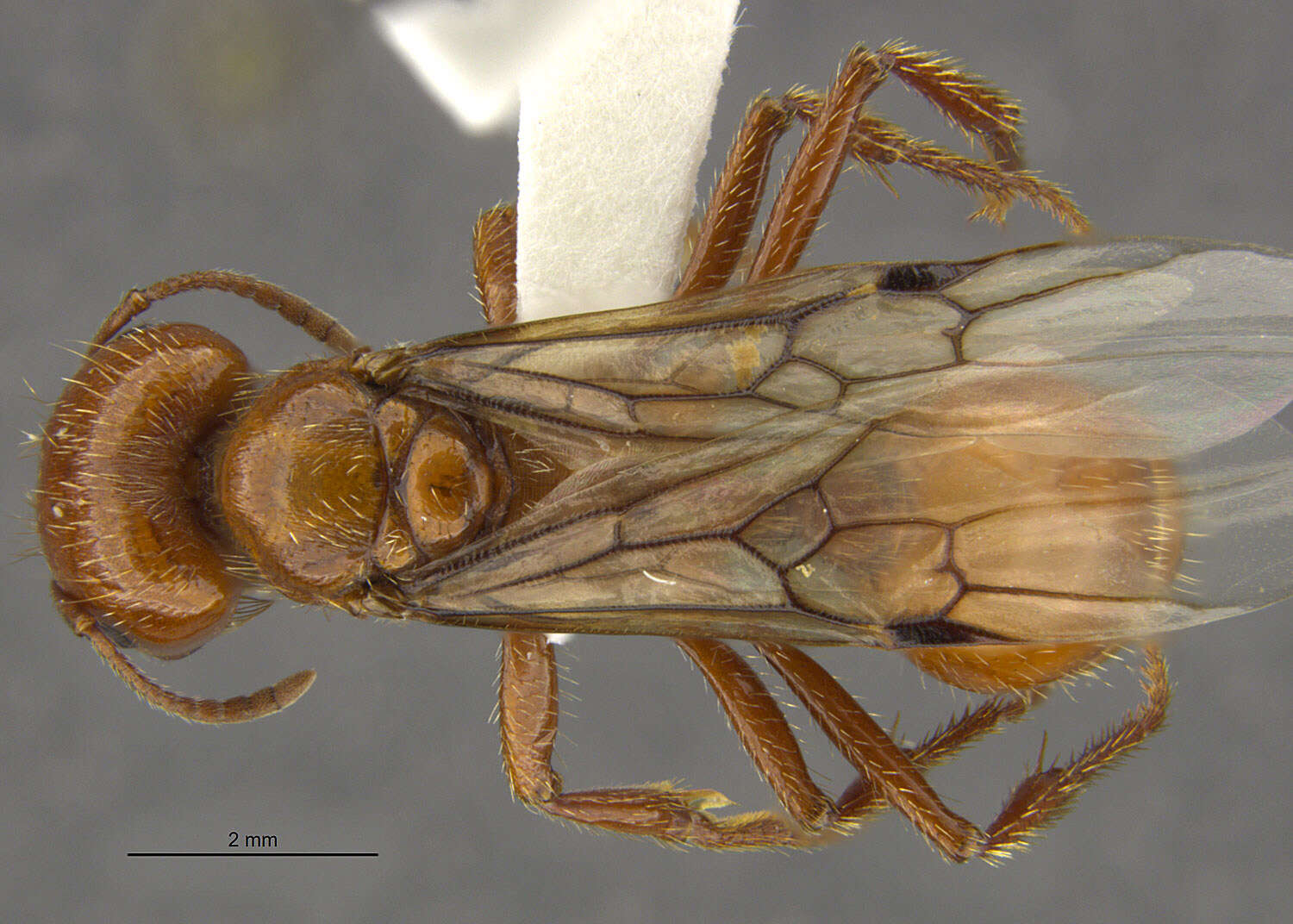 Pogonomyrmex texanus Francke & Merickel 1982 resmi