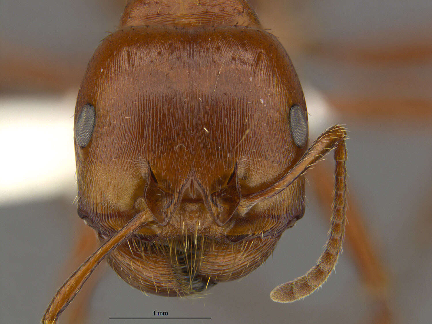 Pogonomyrmex texanus Francke & Merickel 1982 resmi