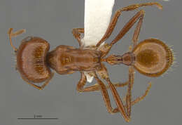 Pogonomyrmex texanus Francke & Merickel 1982 resmi