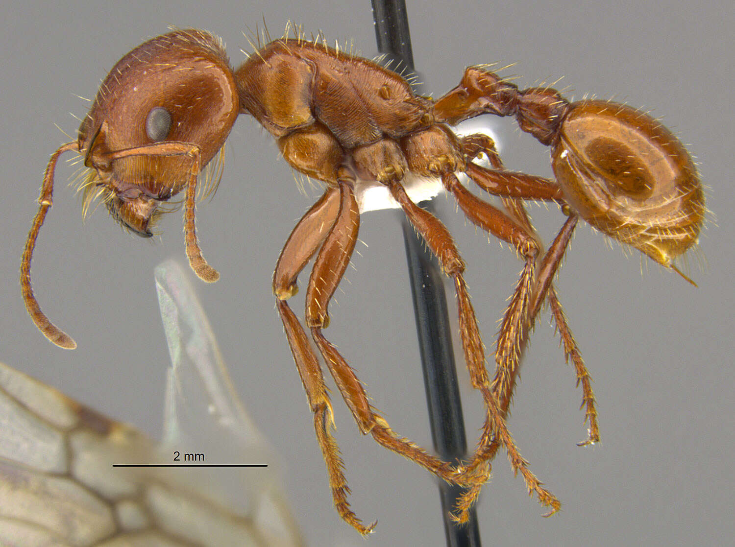 Pogonomyrmex texanus Francke & Merickel 1982 resmi