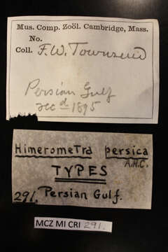 Image of Himerometra persica AH Clark 1907