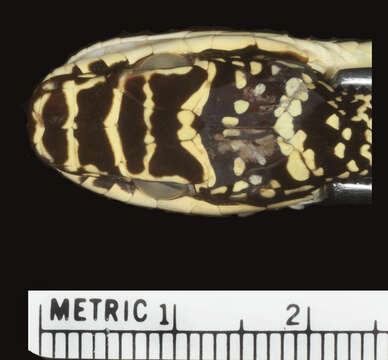 Image of Chrysopelea ornata ornata (Shaw 1802)