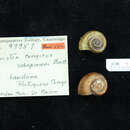 <i>Lanistes congicus schepmani</i> Boettger 1913 resmi