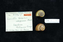 Image of <i>Lanistes congicus schepmani</i> Boettger 1913