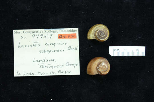 <i>Lanistes congicus schepmani</i> Boettger 1913 resmi