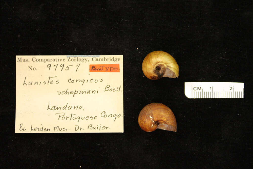 Image of <i>Lanistes congicus schepmani</i> Boettger 1913