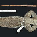 Image of <i>Ameiva chrysolaema evulsa</i>