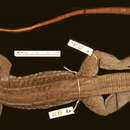 Image of <i>Ameiva chrysolaema quadrijugis</i>