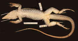 صورة <i>Ameiva chrysolaema quadrijugis</i>