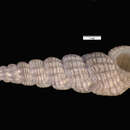Image de Opaliopsis atlantis (Clench & R. D. Turner 1952)