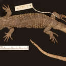 Image of Deppe's arboreal alligator lizard