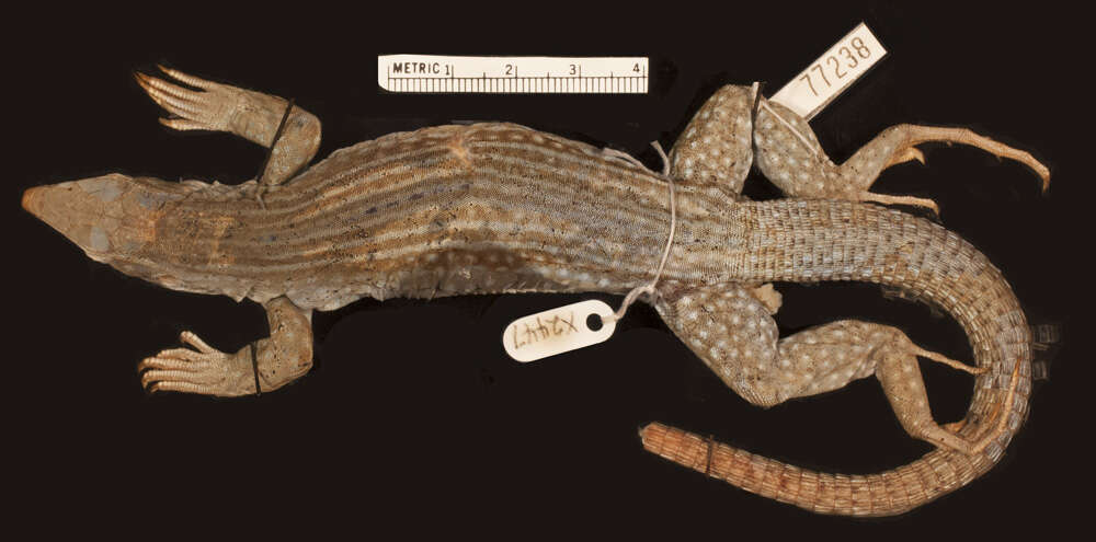 <i>Ameiva chrysolaema secessa</i> resmi