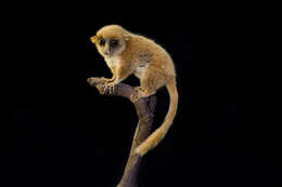 Image of <i>Microcebus murinus rufus</i>