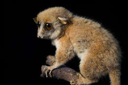 Image of <i>Microcebus murinus rufus</i>