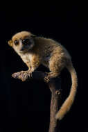Image of <i>Microcebus murinus rufus</i>
