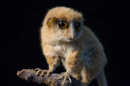 Image of <i>Microcebus murinus rufus</i>