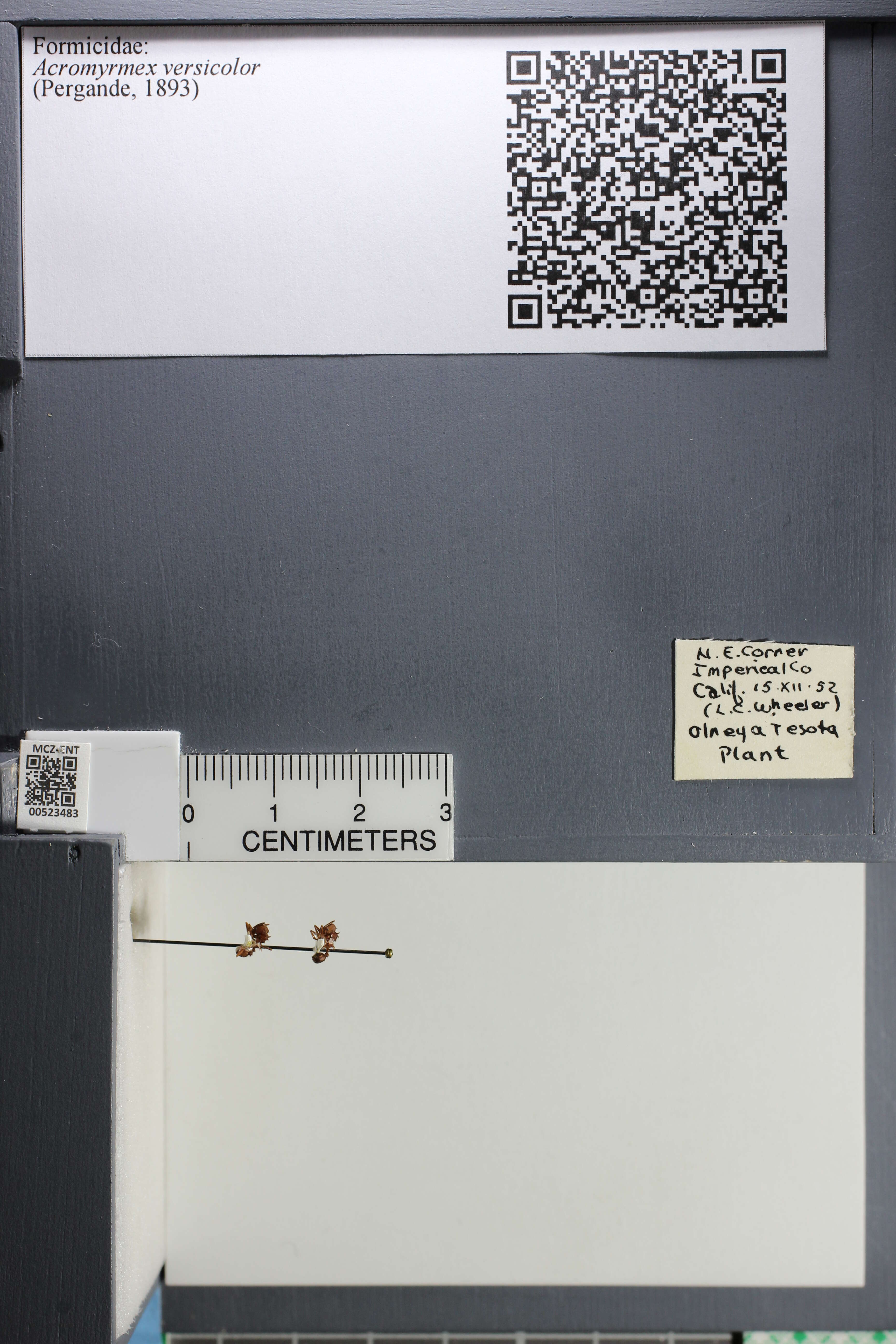 Image of Acromyrmex versicolor (Pergande 1894)