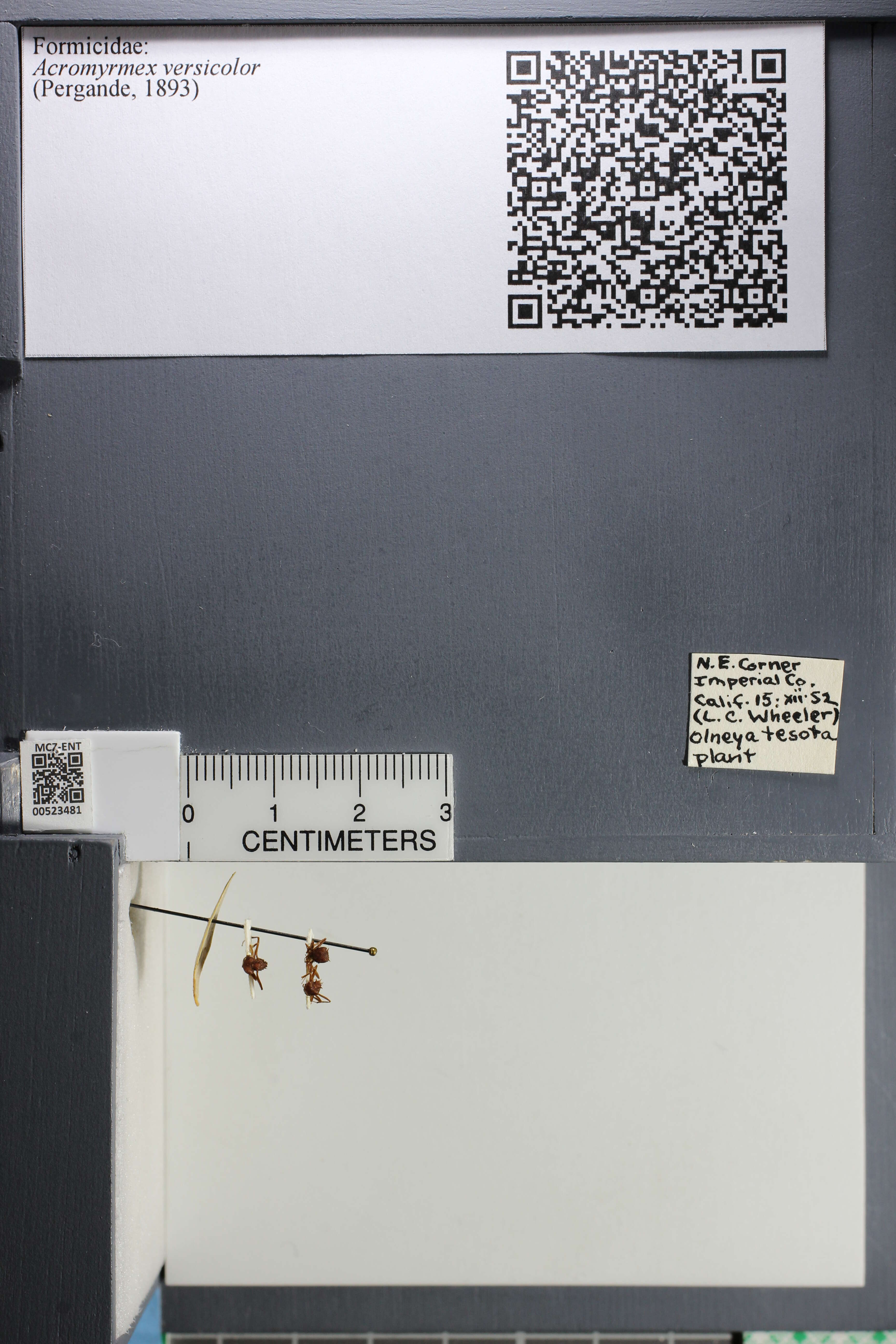 Image of Acromyrmex versicolor (Pergande 1894)