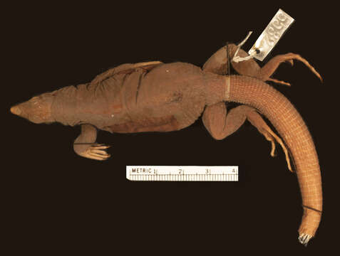 Слика од <i>Ameiva corvina</i>