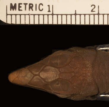 Image of Sombrero Ameiva