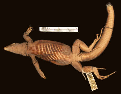 Слика од <i>Ameiva corvina</i>