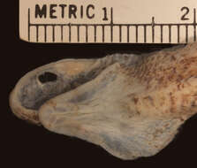 صورة Diaphorolepis laevis Werner 1923
