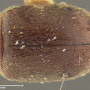 Image of Lasioderma semirufum Fall 1905