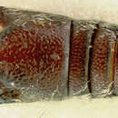 Image of Phaenomerus kalamanus Thompson 1996