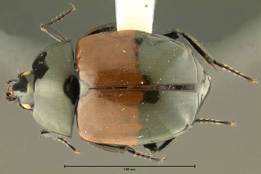 Image of Sphaerites dimidiatus Jurecek 1934