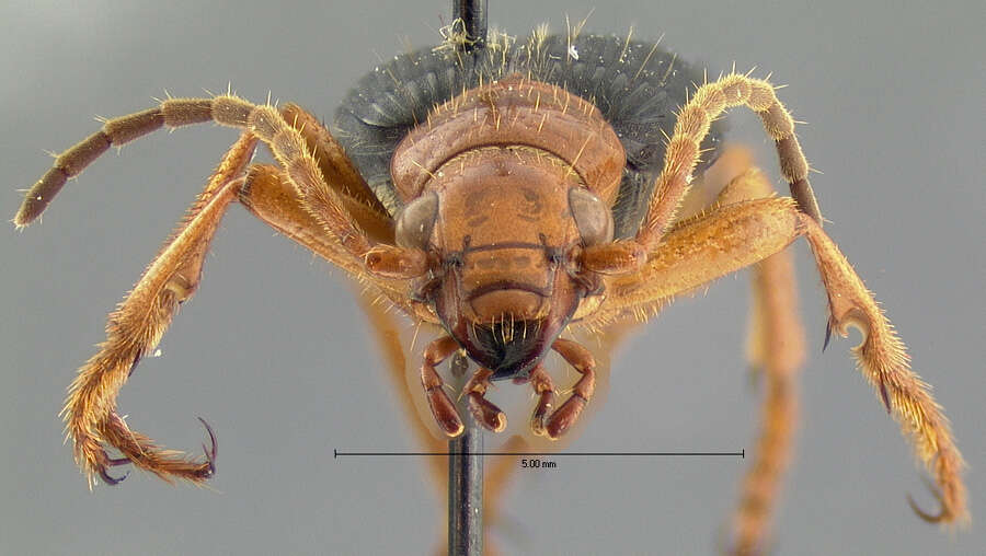 Image of Pheropsophus (Stenaptinus) amnicola Darlington 1968