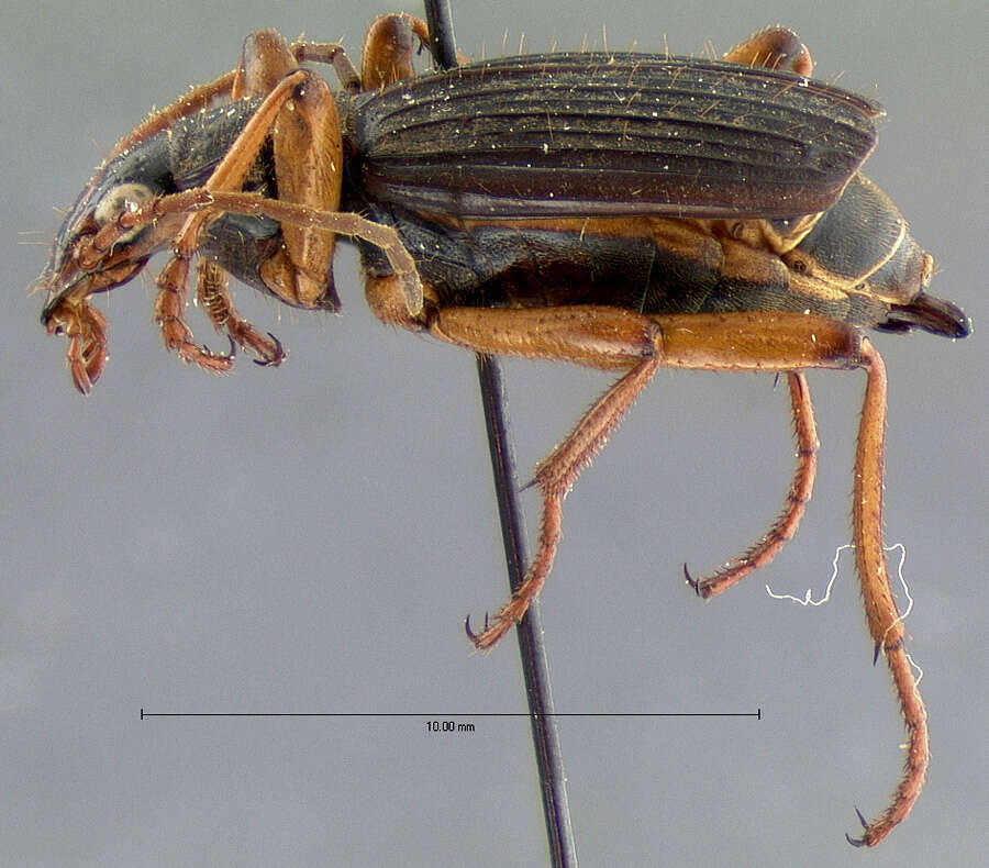 Image of Pheropsophus (Stenaptinus) catulus Darlington 1968