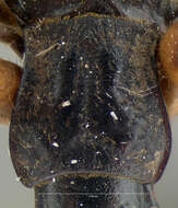 Image of Pheropsophus (Stenaptinus) catulus Darlington 1968