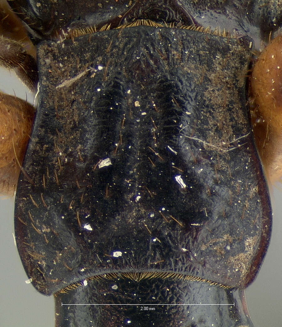 Image of Pheropsophus (Stenaptinus) catulus Darlington 1968