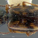 Plancia ëd Bembidion (Furcacampa) mimus Hayward 1897