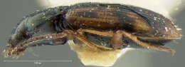 Image of Bembidion (Furcacampa) mimus Hayward 1897