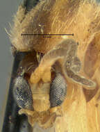 Image of Trichonta vulgaris Loew 1870