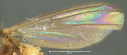 Image of Trichonta vulgaris Loew 1870