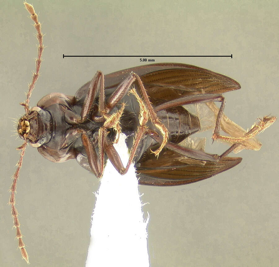 Image of Apteroloma caraboides (Fall 1907)