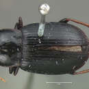 Image of Harpalus (Harpalus) innocuus Le Conte 1863