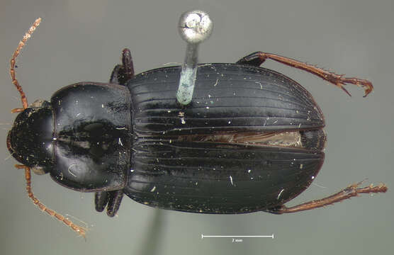 Слика од Harpalus (Harpalus) innocuus Le Conte 1863