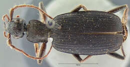 Image of Galerita (Galerita) microcostata Darlington 1934